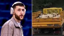Jusuf Nurkić kupio ovce porodici