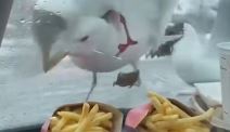 Galebovi napadaju šoferku
