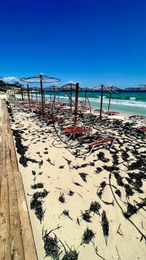 Plaža Glikadi na Tasosu nakon požara (3).jpg