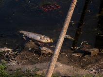 pomor_ribe_ada_ciganlija_stefan_stojanović- (17).jpg