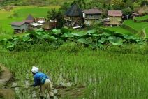 Pirinčane terase na Filipinima (5).jpg