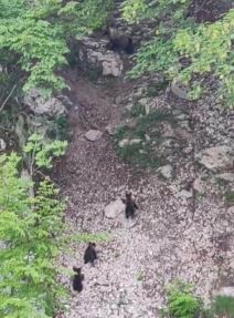 Mečka sa tri mečeta na jezeru Zaovine (4).jpg