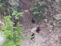 Mečka sa tri mečeta na jezeru Zaovine (5).jpg