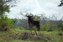 quicama national part 4.jpg