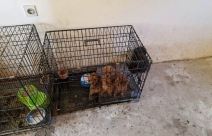 Neovlasceno bavljenje odredjenom delatnoscu (3).jpg