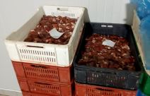 zaplena mesa zaraženog bakterijom (3).jpg