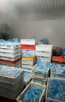 zaplena mesa zaraženog bakterijom (5).jpg