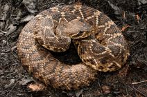 istočna dijamantska zvečarka.jpg