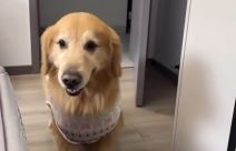 Retriver