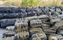 Zaplena marihuane (5).jpg