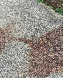 Policajac pao sa četvrtog sprata  (3).jpg