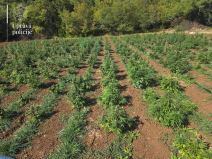 Najveća plantaža marihuane u Crnoj Gori  (4).jpg