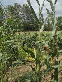 ubistvo u Svrljigu (4).jpg