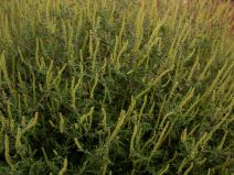 ambrozija_polen_stefan_stojanović_ (1).jpg