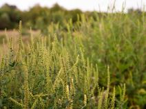 ambrozija_polen_stefan_stojanović_ (3).jpg