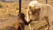 Lav ljubi šapu psu koji ga je odgajio
