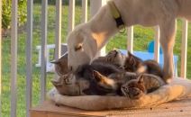 Koza želi da bude mače