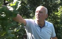 Zoranovi zasadi lešnika u Ivanjici (4).jpg