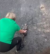 Žena spašava rakuna 2.jpg