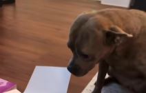 PAs koji prvi put vidi tortu