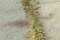 Tragovi krvi na pijaci u Debeljači  (3).jpg