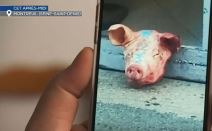 Uhapšen Srbin u Parizu 3.jpg