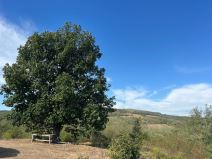 Cecina njiva u selu Zuci (4).jpg