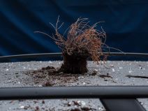 Oštećena zgrada u Kosovskoj (3).jpeg