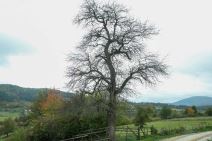 kuća halida bešlića