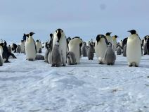 Nemanja Sretin iz Stare Pazove (3).jpg