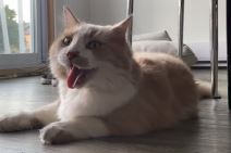 Mačka koja se ponaša kao pas