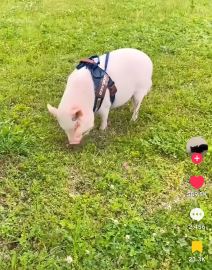 Život praseta nakon što je ispalo iz kamiona