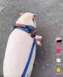 Život praseta nakon što je ispalo iz kamiona