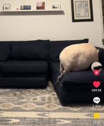 Život praseta nakon što je ispalo iz kamiona