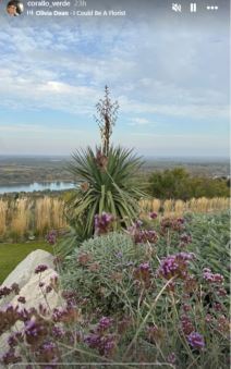 branka Nesvetić bašta