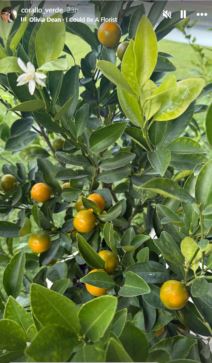 Branka Nevestić bašta