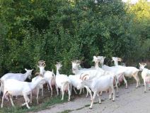 Jelena ima farmu koza i pravi sir i mleko (5).jpg