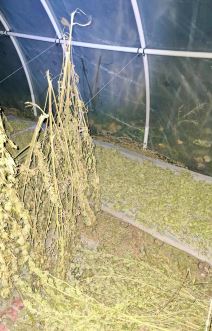 Zaplena marihuane (2).jpg