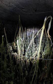 Zaplena marihuane (3).jpg