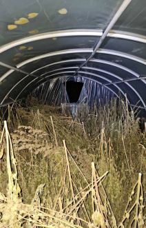 Zaplena marihuane (4).jpg