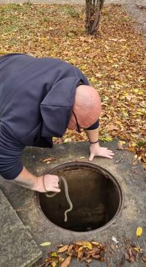 Zmijolovac Vladica Stanković vadi zmiju iz šahta u Vranju