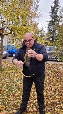 Zmijolovac Vladica Stanković vadi zmiju iz šahta u Vranju