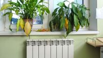 Uvenule biljke na prozoru iznad radijatora