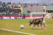 Pas na terenu na Koševu na Sarajevo Željezničar