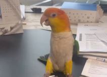 Snimak iznerviranog papagaja postao hit na internetu