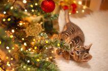 macka i novogodisnja jelka