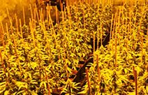 laboratorija marihuane (2).jpg