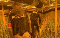 laboratorija marihuane (4).jpg