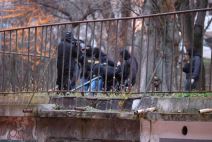 Hapšenje Tihomira Krstića u Rakovici (5).jpg