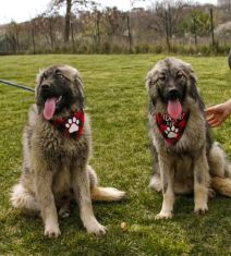 Udomljavanje napuštenih životinja (2).jpg